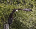 American Bald Eagle, Canadian Raptor Conservancy Royalty Free Stock Photo