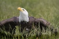 American Bald Eagle, Canadian Raptor Conservancy Royalty Free Stock Photo