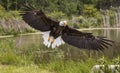 American Bald Eagle, Canadian Raptor Conservancy