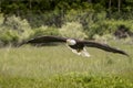 American Bald Eagle, Canadian Raptor Conservancy Royalty Free Stock Photo