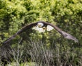American Bald Eagle, Canadian Raptor Conservancy Royalty Free Stock Photo
