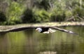 American Bald Eagle, Canadian Raptor Conservancy Royalty Free Stock Photo