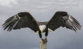 American Bald Eagle, Canadian Raptor Conservancy Royalty Free Stock Photo