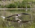 American Bald Eagle, Canadian Raptor Conservancy Royalty Free Stock Photo