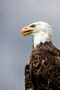 American Bald Eagle, Canadian Raptor Conservancy Royalty Free Stock Photo