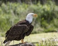 American Bald Eagle, Canadian Raptor Conservancy Royalty Free Stock Photo