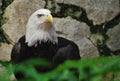 An American bald eagle in captivity Royalty Free Stock Photo