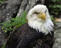 American Bald Eagle Close Up Royalty Free Stock Photo