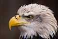 American bald eagle close-up