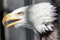 American bald eagle close up feather detail