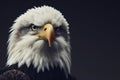 american bald eagle close up portrait on solid background. ai generative Royalty Free Stock Photo