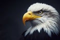 american bald eagle close up portrait on solid background. ai generative Royalty Free Stock Photo