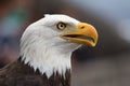 American bald eagle closeup Royalty Free Stock Photo