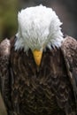 American bald eagle closeup Royalty Free Stock Photo