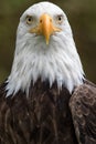 American bald eagle closeup Royalty Free Stock Photo