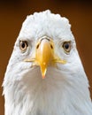 American Bald Eagle Royalty Free Stock Photo