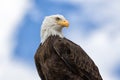 american bald eagle closeup Royalty Free Stock Photo