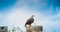 An American Bald Eagle at Condor Park in Otavalo is home to many of South Americas endangered bird species