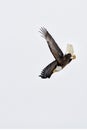 American Bald Eagle Diving Down to a River