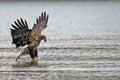 American Bald Eagle Diving Royalty Free Stock Photo