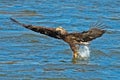 American Bald Eagle Diving Royalty Free Stock Photo
