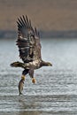 American Bald Eagle Diving