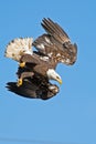 American Bald Eagle Diving