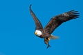 American Bald Eagle Royalty Free Stock Photo