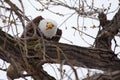 American Bald Eagle eating Royalty Free Stock Photo