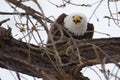 American Bald Eagle eating Royalty Free Stock Photo