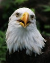 American bald eagle Royalty Free Stock Photo