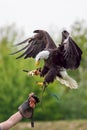 American bald eagle with falconer. Bird of prey at falconry disp Royalty Free Stock Photo