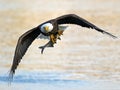 American Bald Eagle with Fish Royalty Free Stock Photo