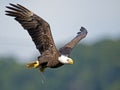 American Bald Eagle with Fish Royalty Free Stock Photo