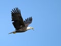 American Bald Eagle with Fish Royalty Free Stock Photo