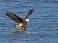 American Bald Eagle Fish Grab Royalty Free Stock Photo