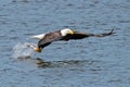 American Bald Eagle Fish Grab Royalty Free Stock Photo