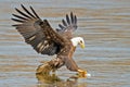 American Bald Eagle Fish Grab Royalty Free Stock Photo