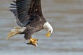 American Bald Eagle Fish Grab Royalty Free Stock Photo