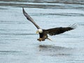 American Bald Eagle Fish Grab Royalty Free Stock Photo