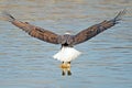 American Bald Eagle Fish Grab Royalty Free Stock Photo