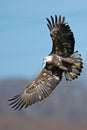 American Bald Eagle Royalty Free Stock Photo