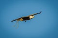 American Bald Eagle Flies Carrying Twigs To The Nest.1
