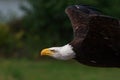 American Bald Eagle in flight Royalty Free Stock Photo