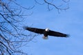 American Bald Eagle in Flight Royalty Free Stock Photo