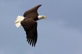 American bald eagle in flight Royalty Free Stock Photo