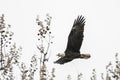 American bald eagle in flight Royalty Free Stock Photo