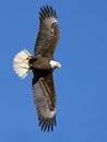 American Bald Eagle in Flight Royalty Free Stock Photo