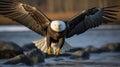 American bald eagle in flight. Bald Eagle Haliaeetus leucocephalus in flight.