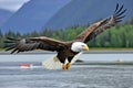 American bald eagle in flight. Bald Eagle Haliaeetus leucocephalus in flight.